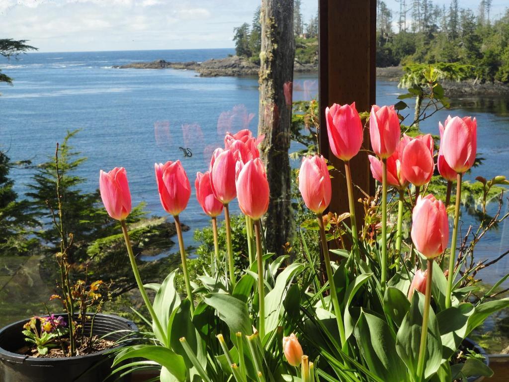 Reef Point Oceanfront Bed And Breakfast Ucluelet Chambre photo