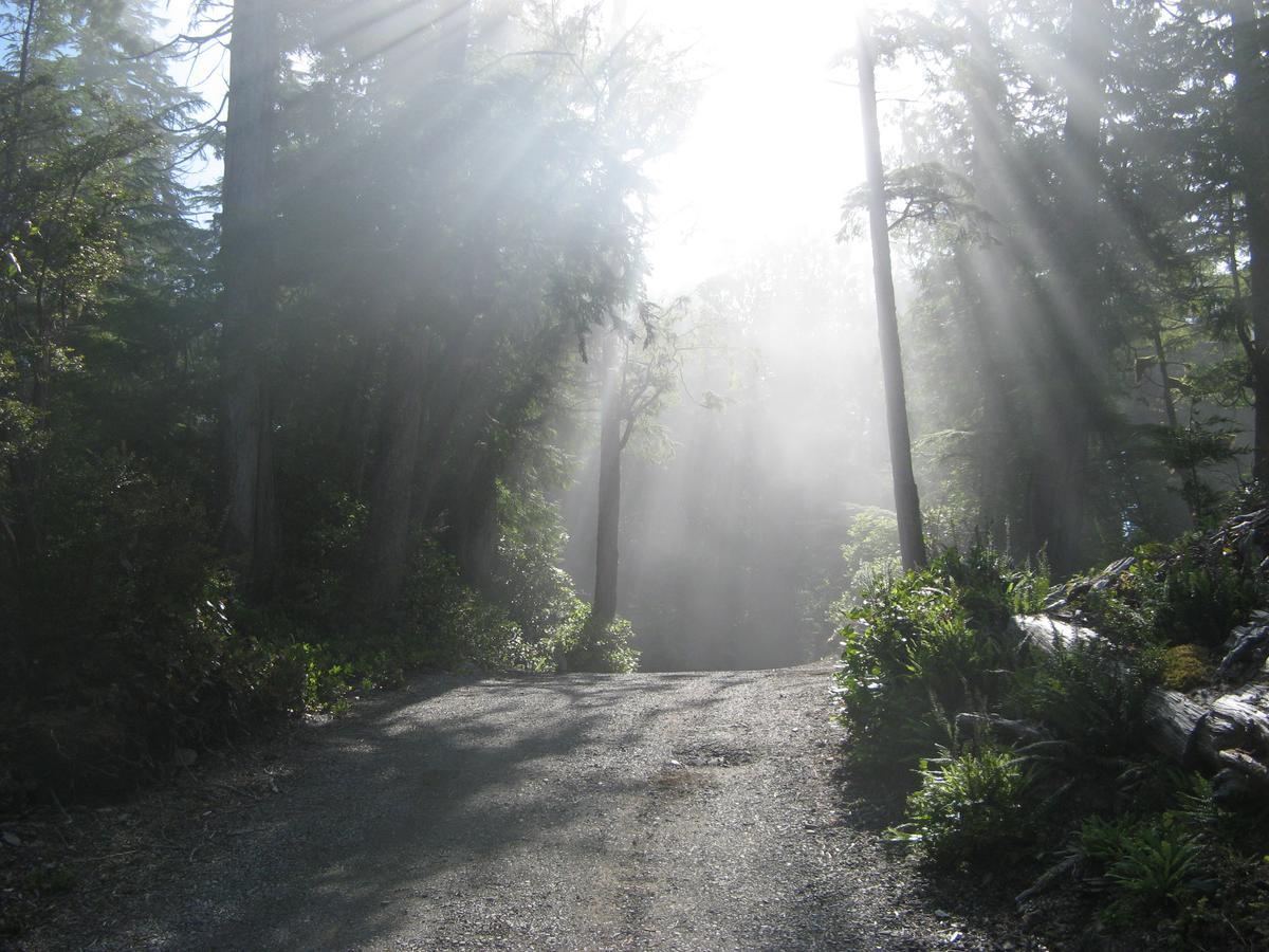 Reef Point Oceanfront Bed And Breakfast Ucluelet Extérieur photo